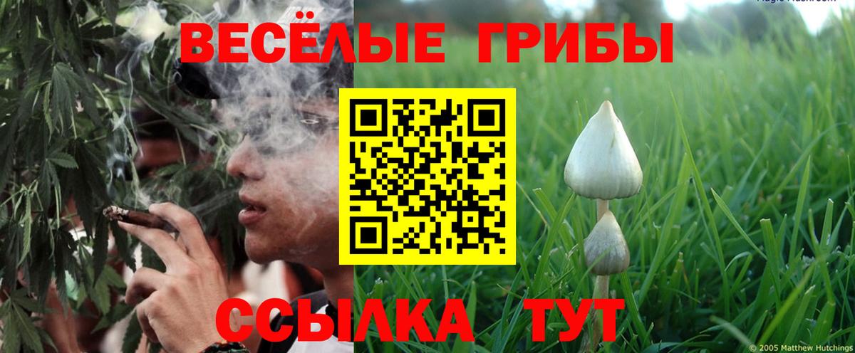 Галлюциногенные грибы Psilocybine cubensis Нурлат